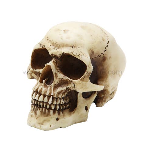 Small Skull